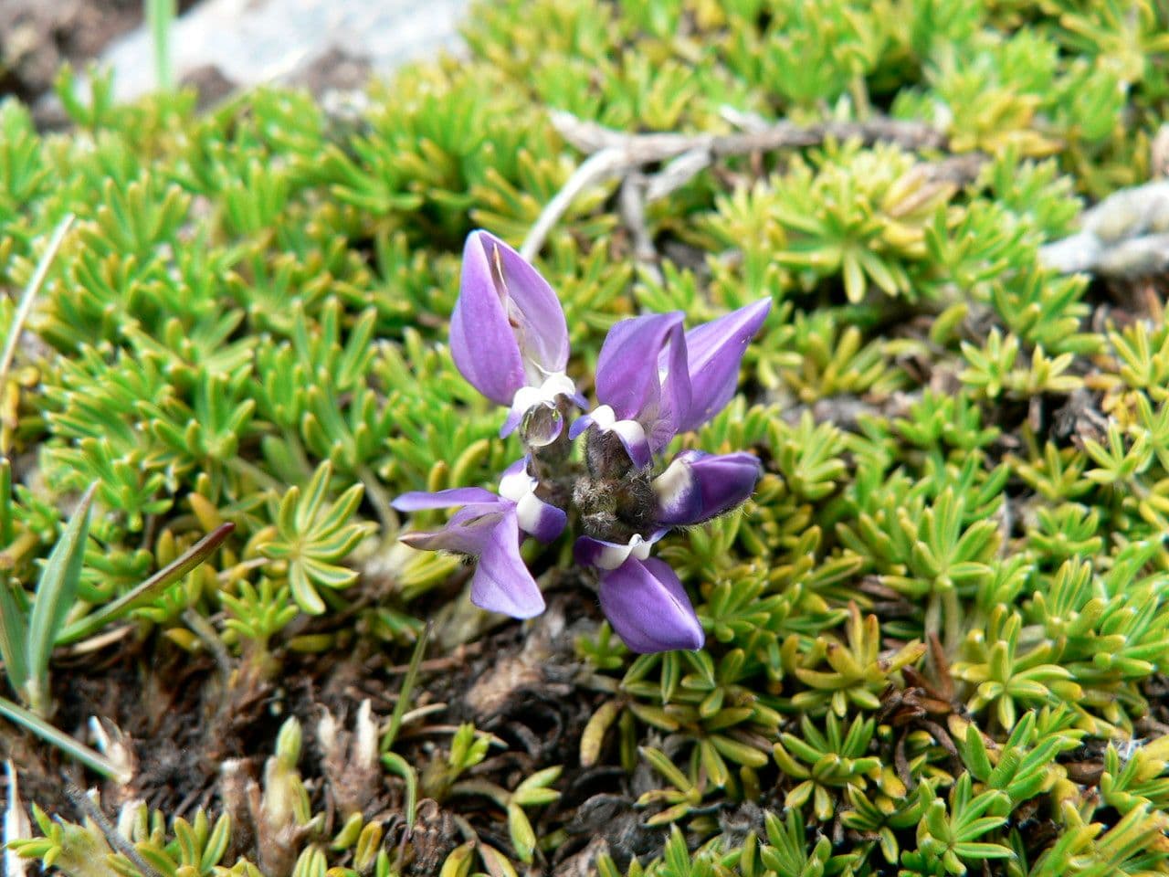 Kleinblättrige Lupine 4