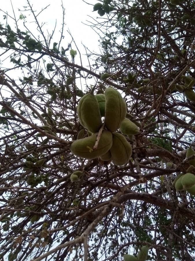 Sterculia 5