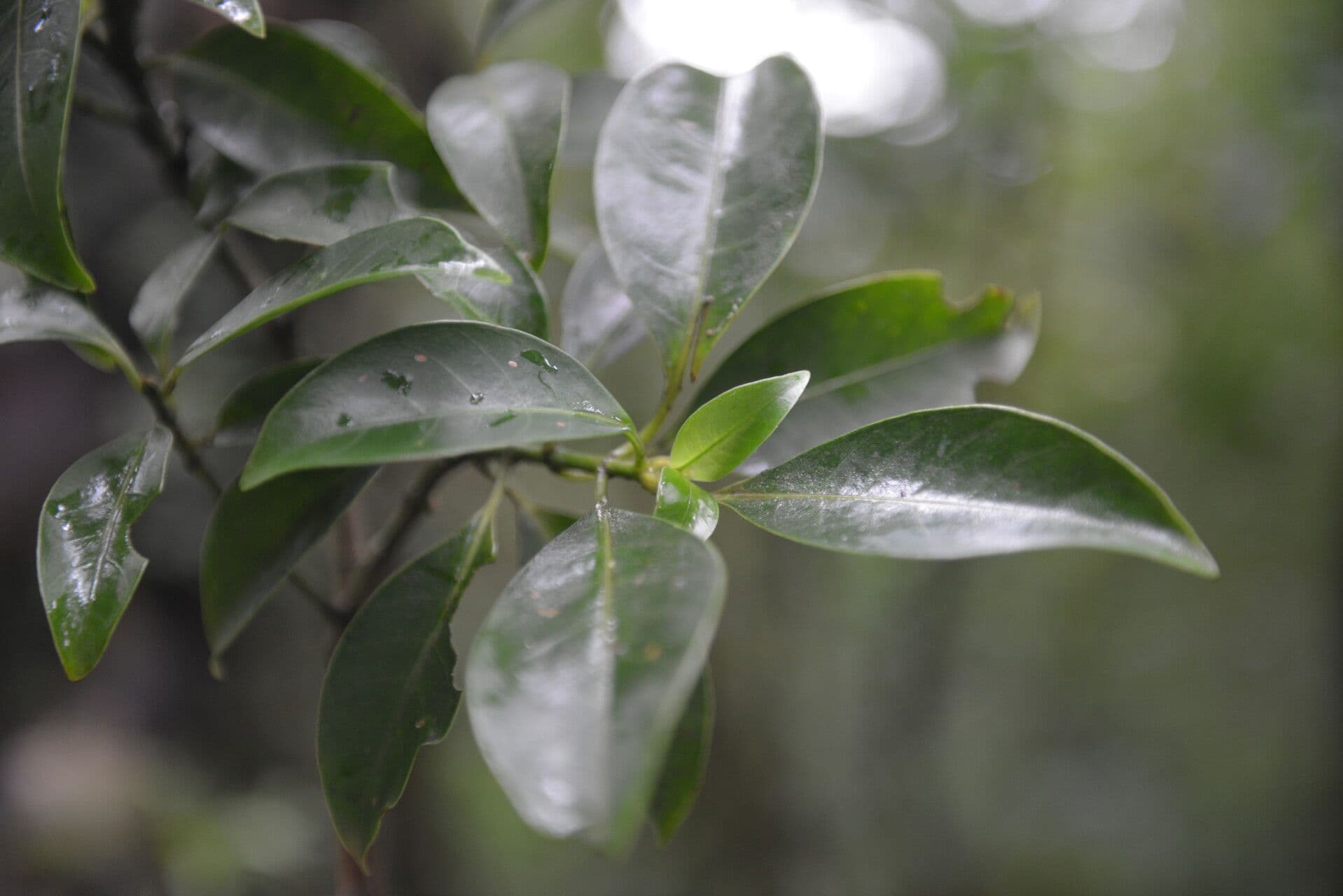 Psychotria 3