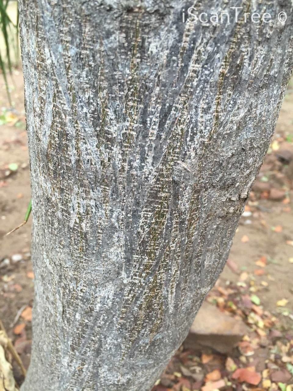 Albizia 18