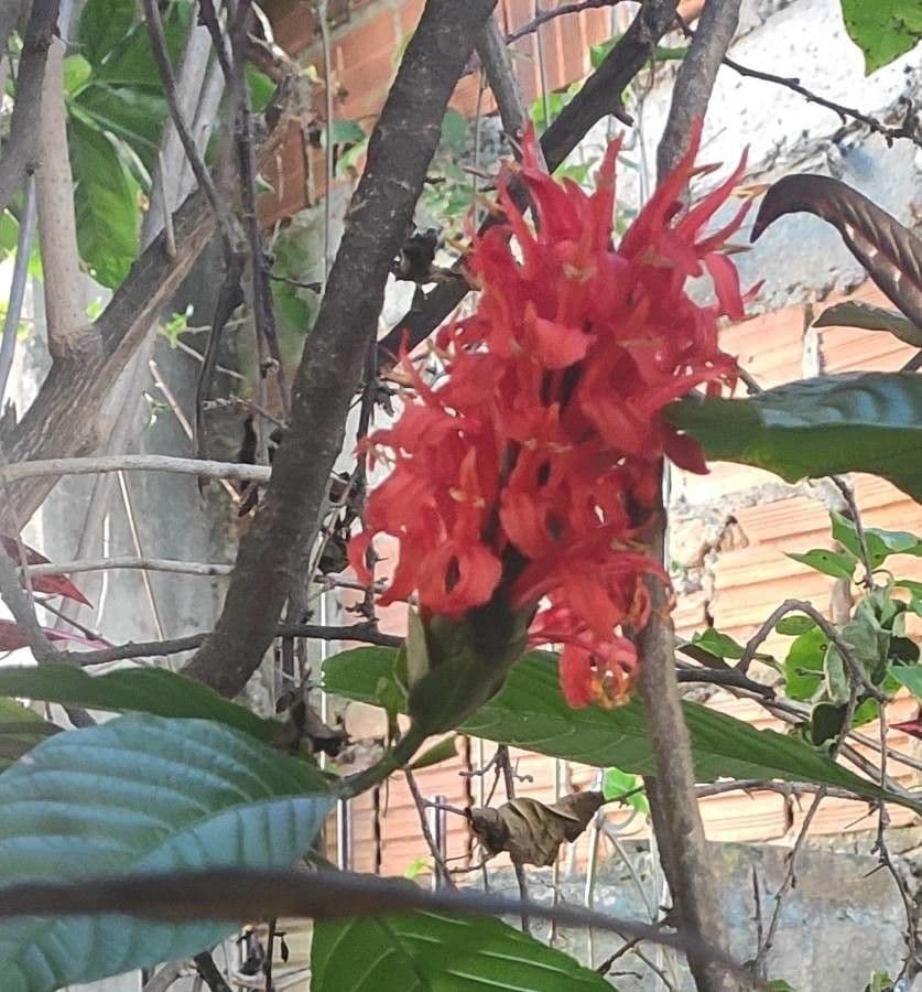 Garde du Cardinal 4