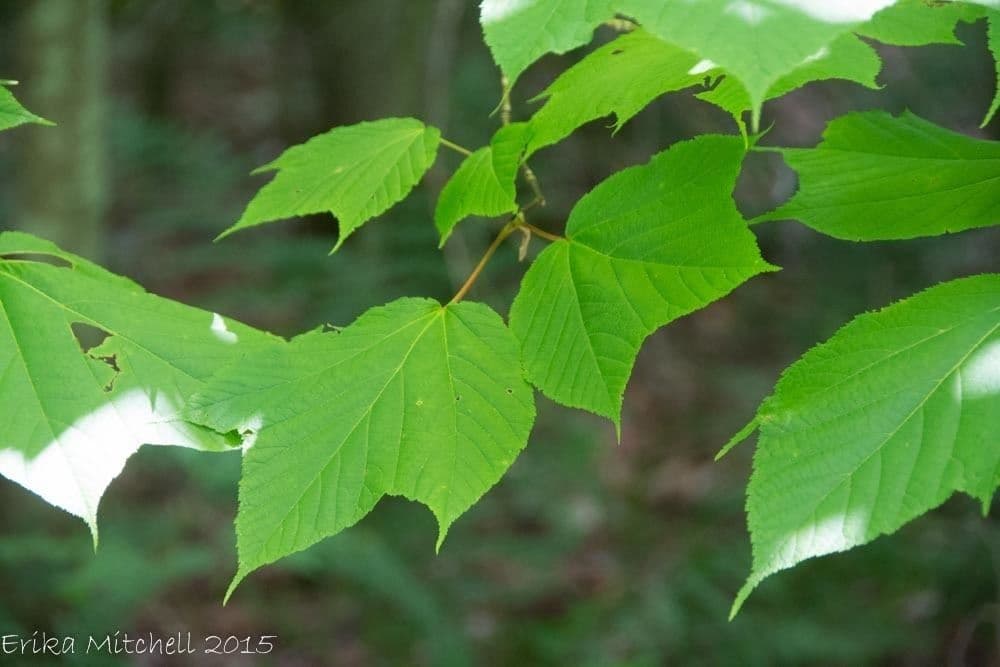 Striped maple 14