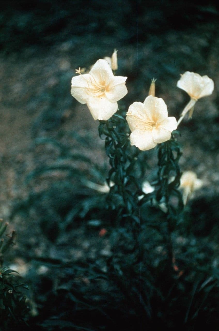 Enagra argillicola 3