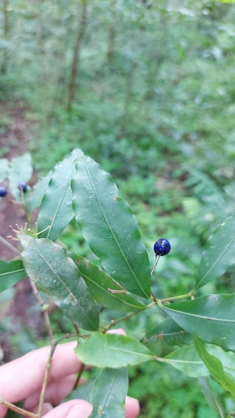 Psychotria 6
