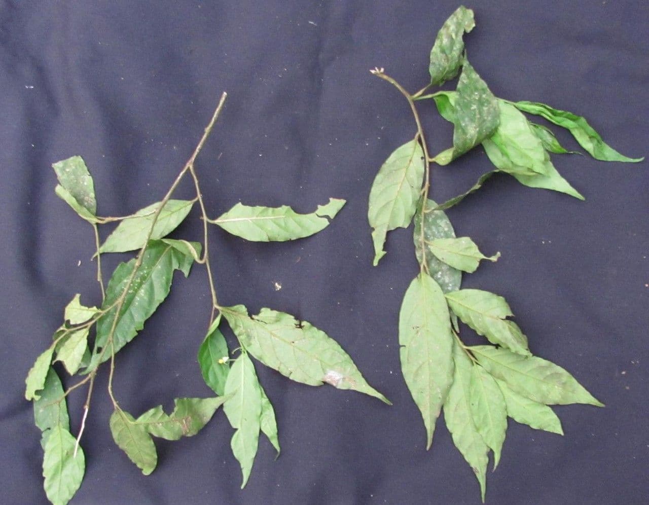 Solanum sufficiente