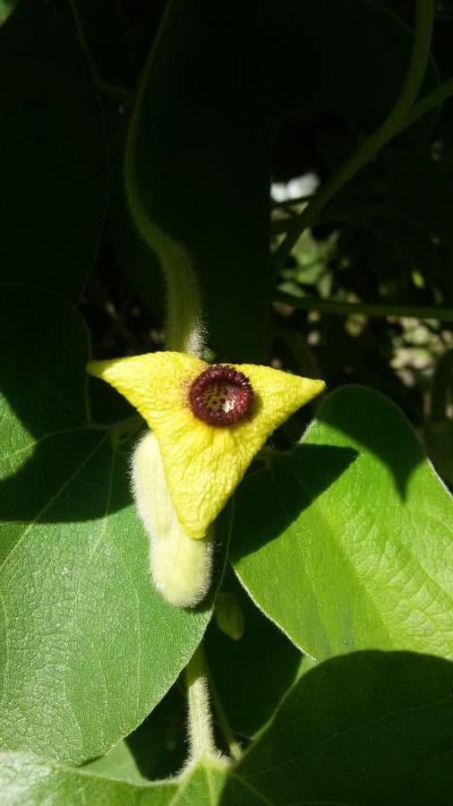Aristolochia 6