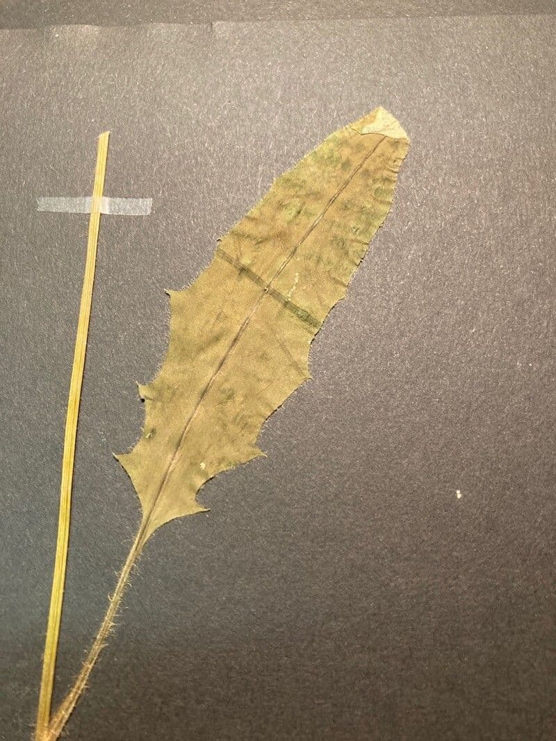 Épervière 2
