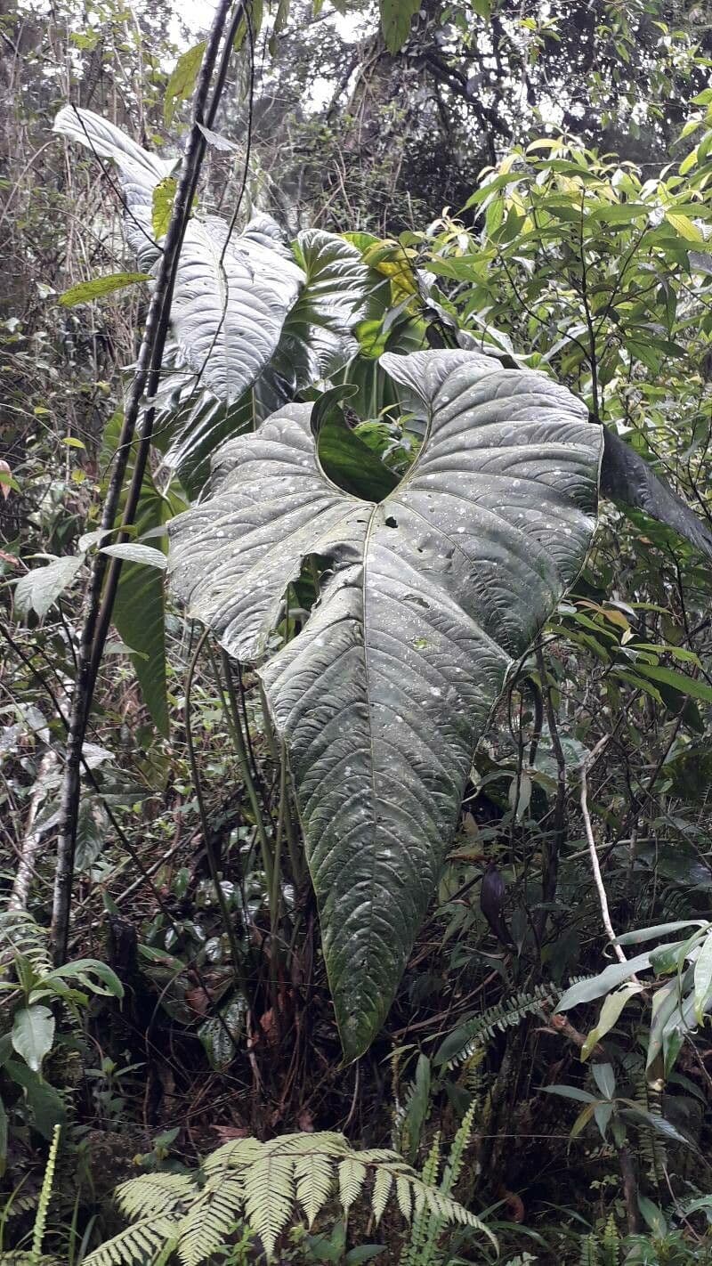 Anturio 2