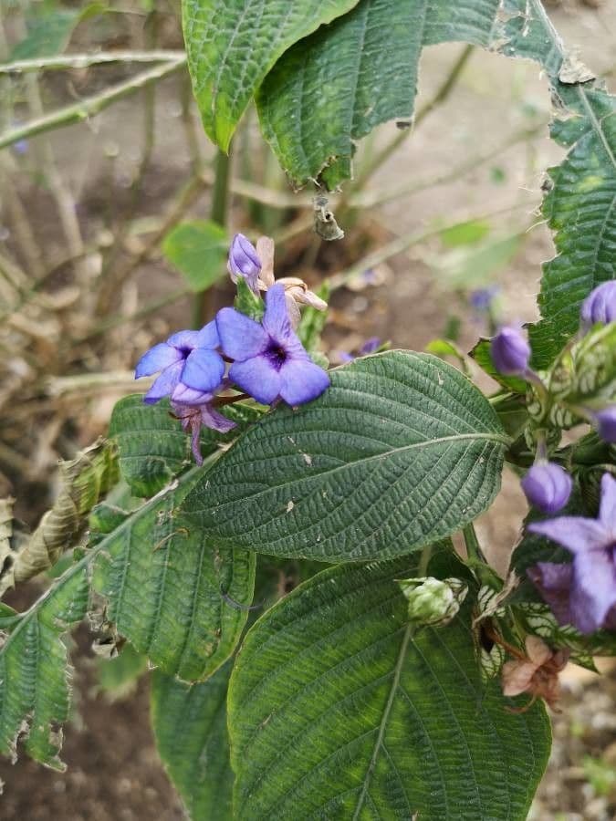 Eranthemum 12