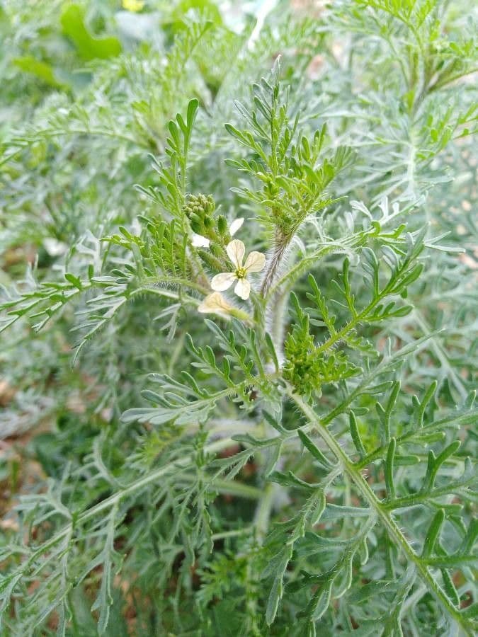 Löffelkohl 16