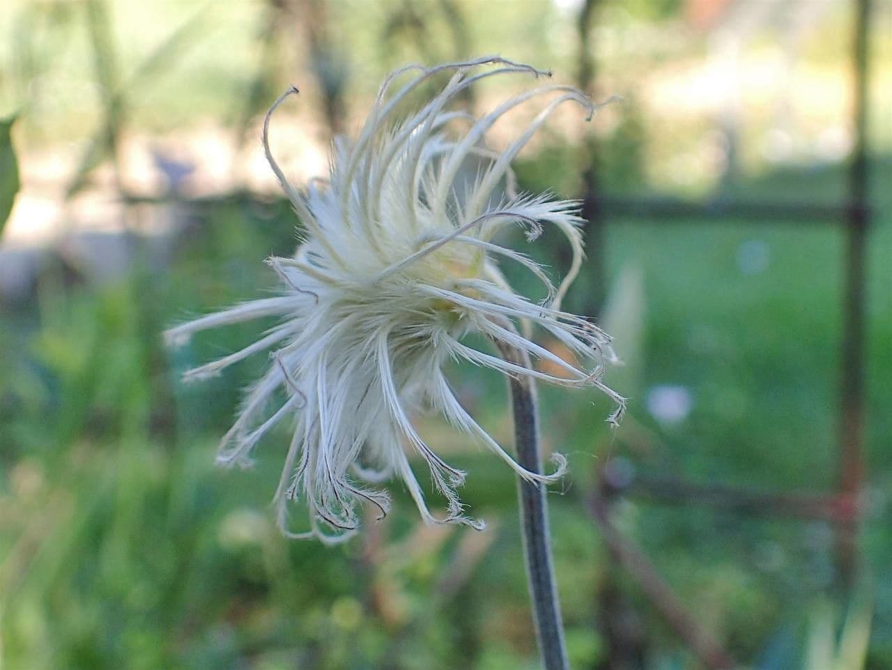 Einfache Clematis 4