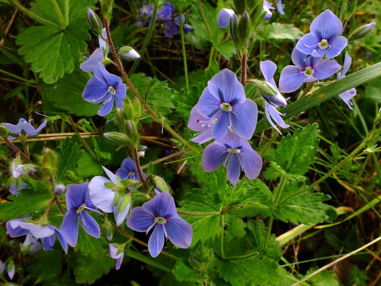 Veronica comune 11