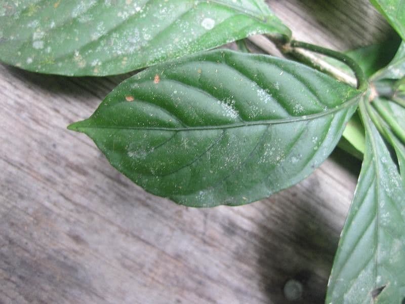 Psychotria cupularis