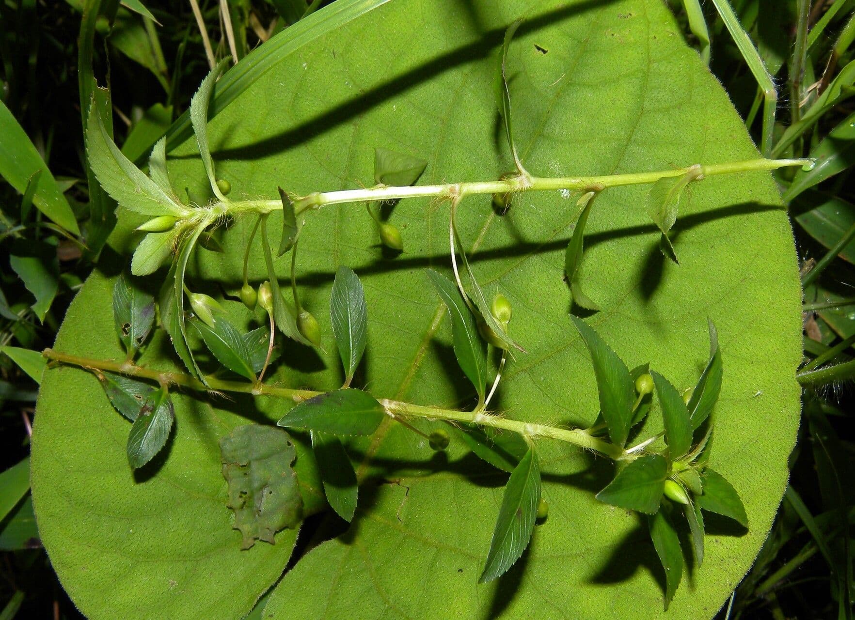 Sauvagesia 16