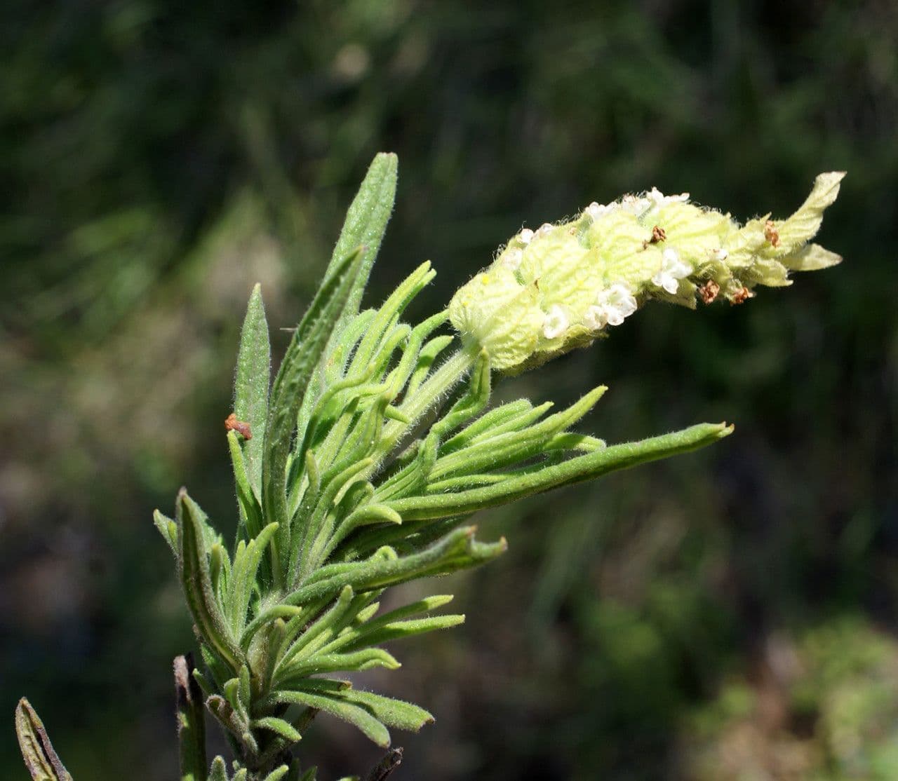 Lavanda verde 4