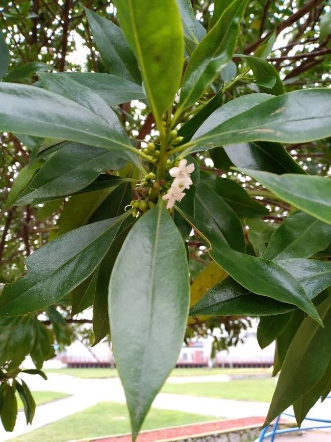 Schlankblättriges Myoporum 19