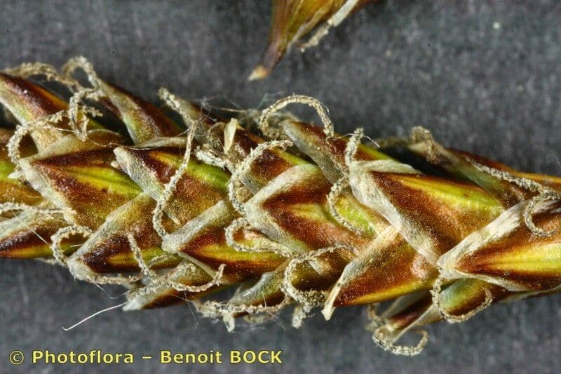 Carice dioica 4