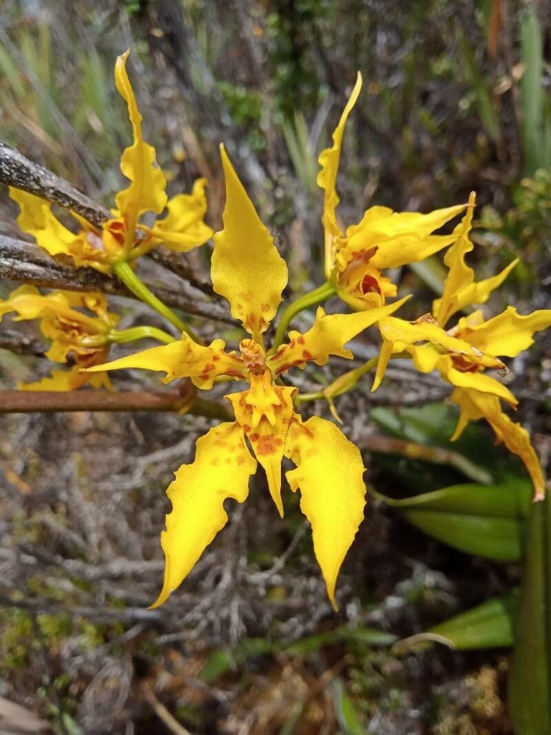 Cyrtochilum 5