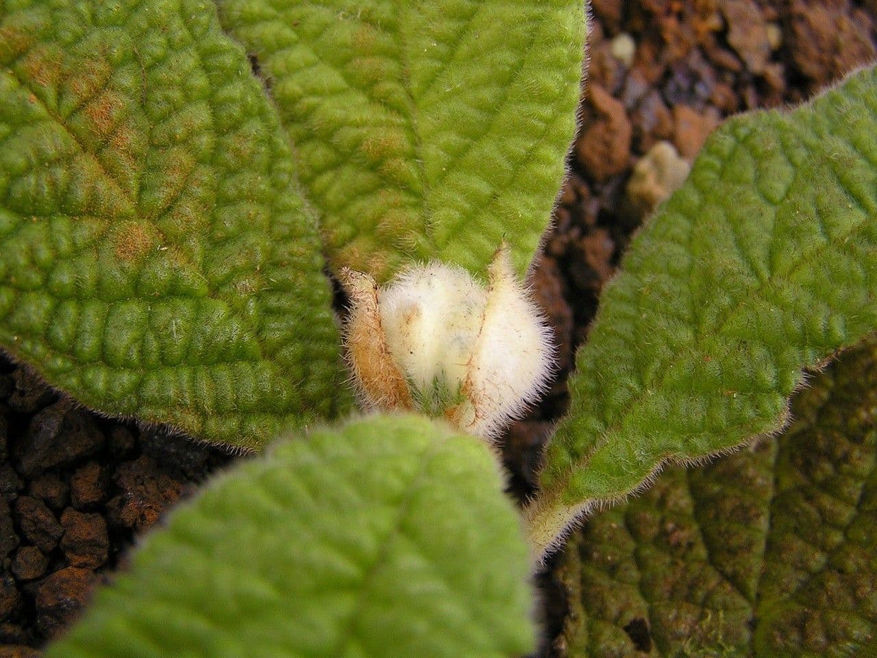 Psicotria peloscura 3
