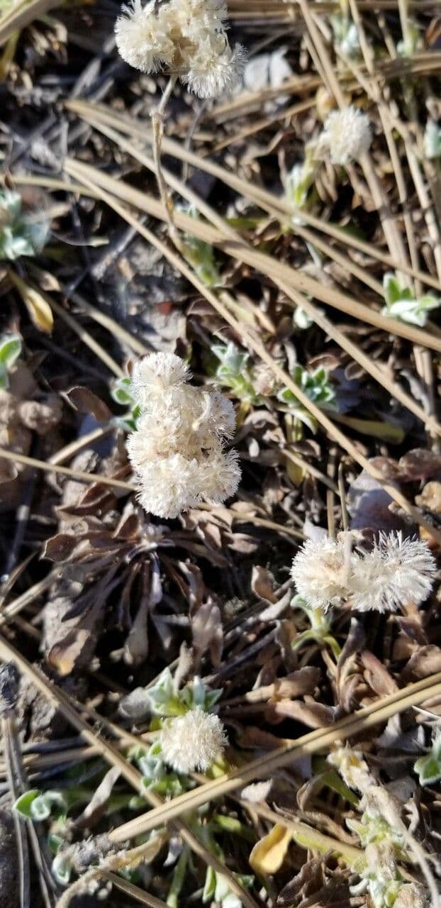 Antennaria parvifolia 6