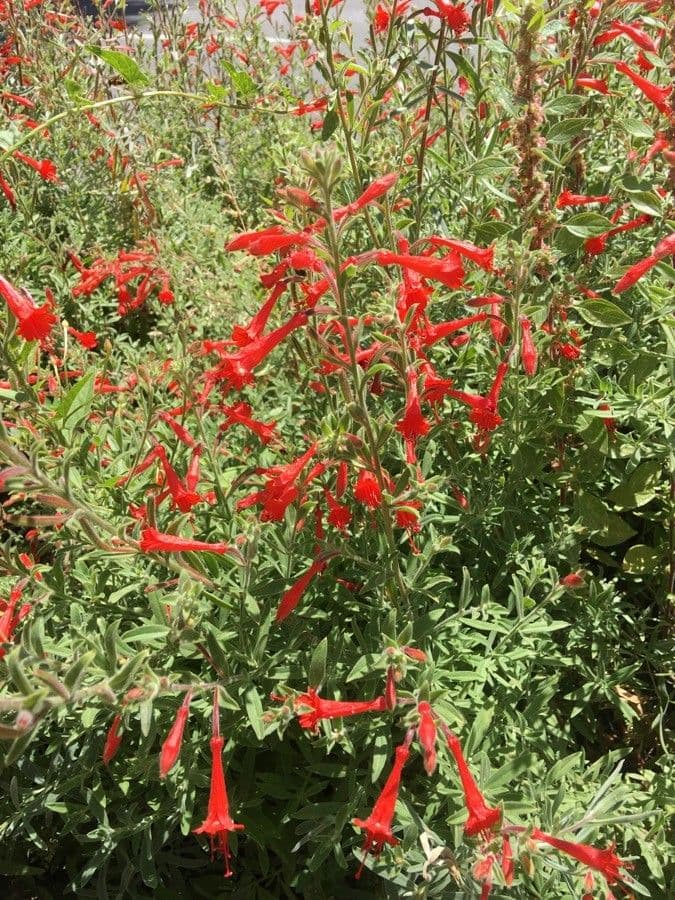 Salvia scarlatta 7