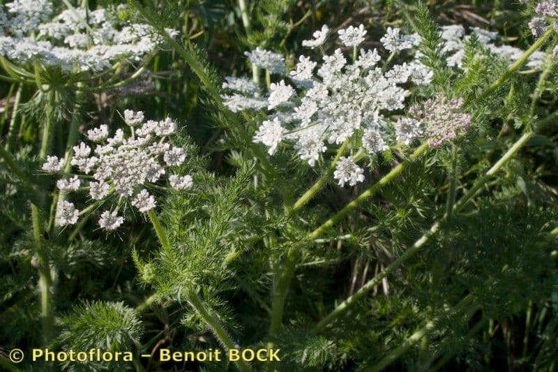 Carota selvatica irta 16