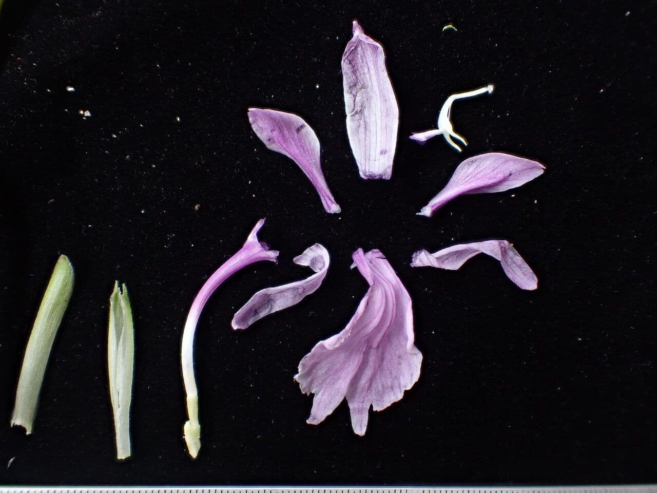 Roscoea 6
