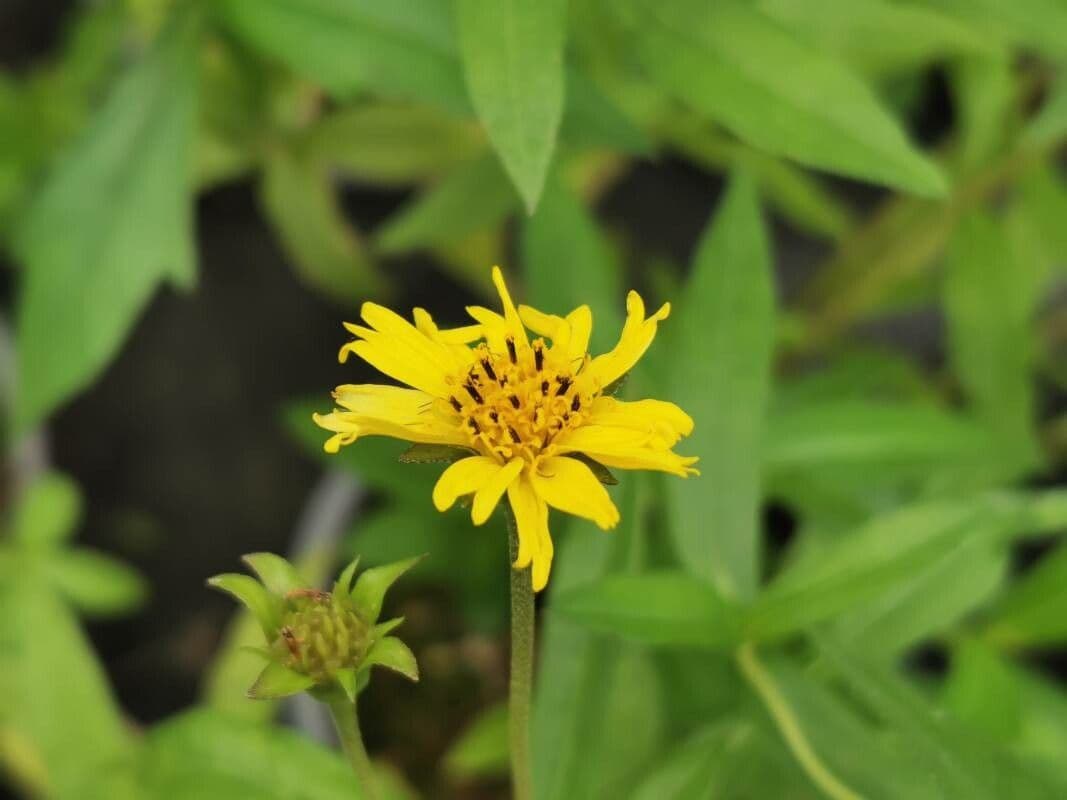 Sphagneticola 3