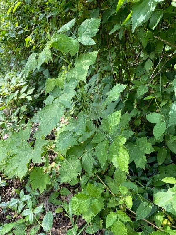 Lampone nero 15