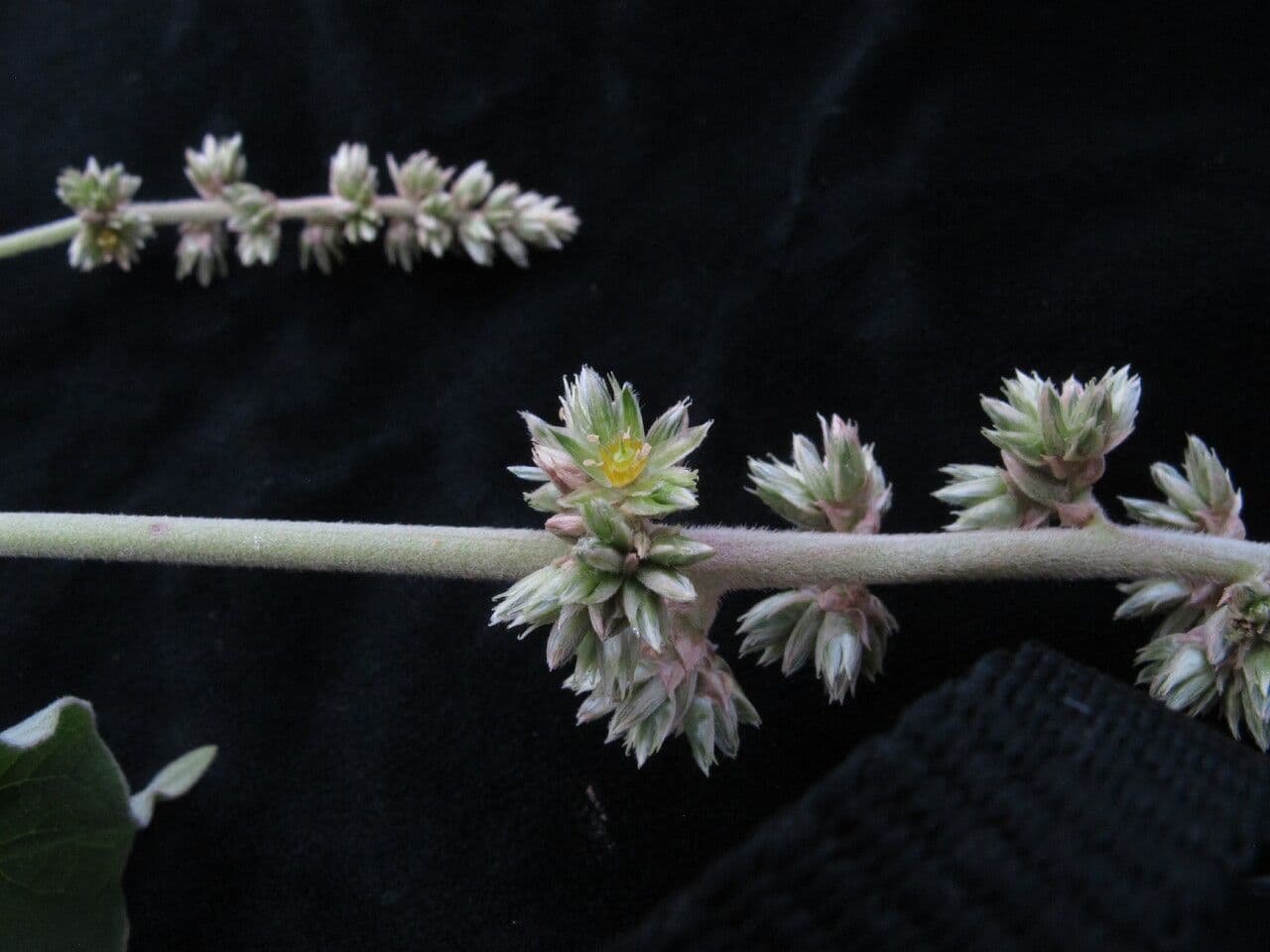 Cyathula 4