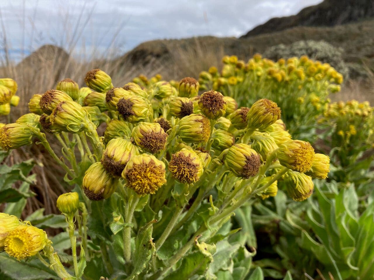 Senecio 7