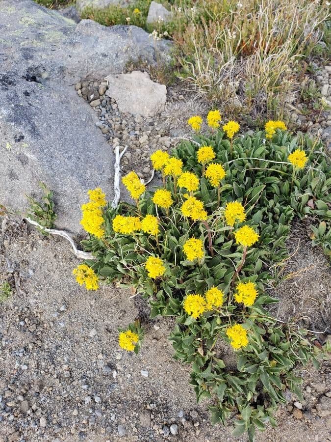 Solidago semplice 2