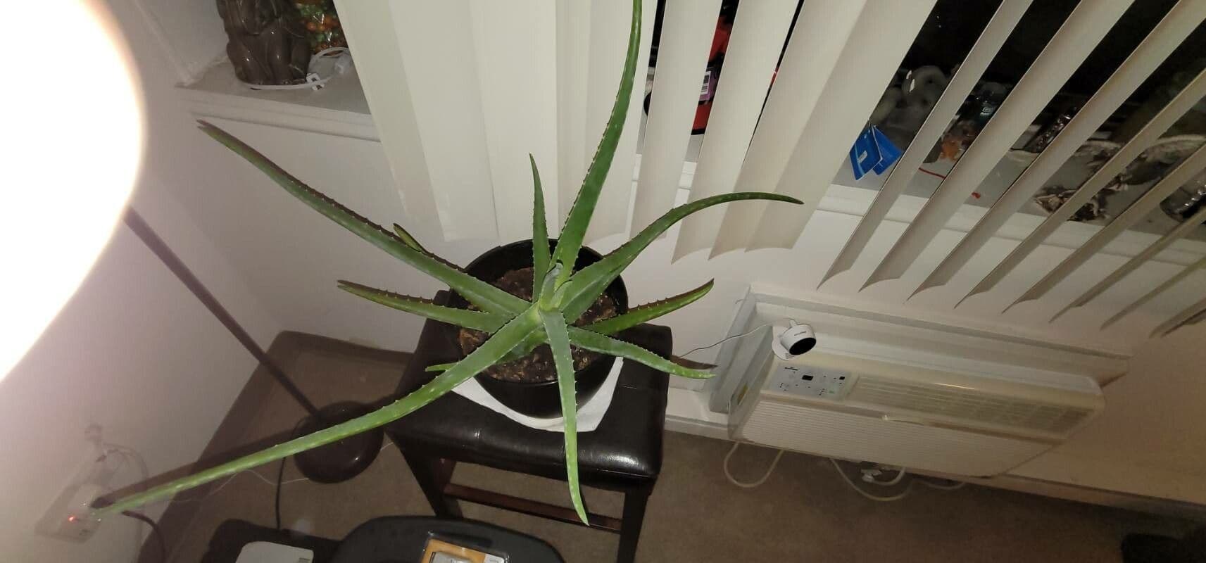 Aloe vera 28