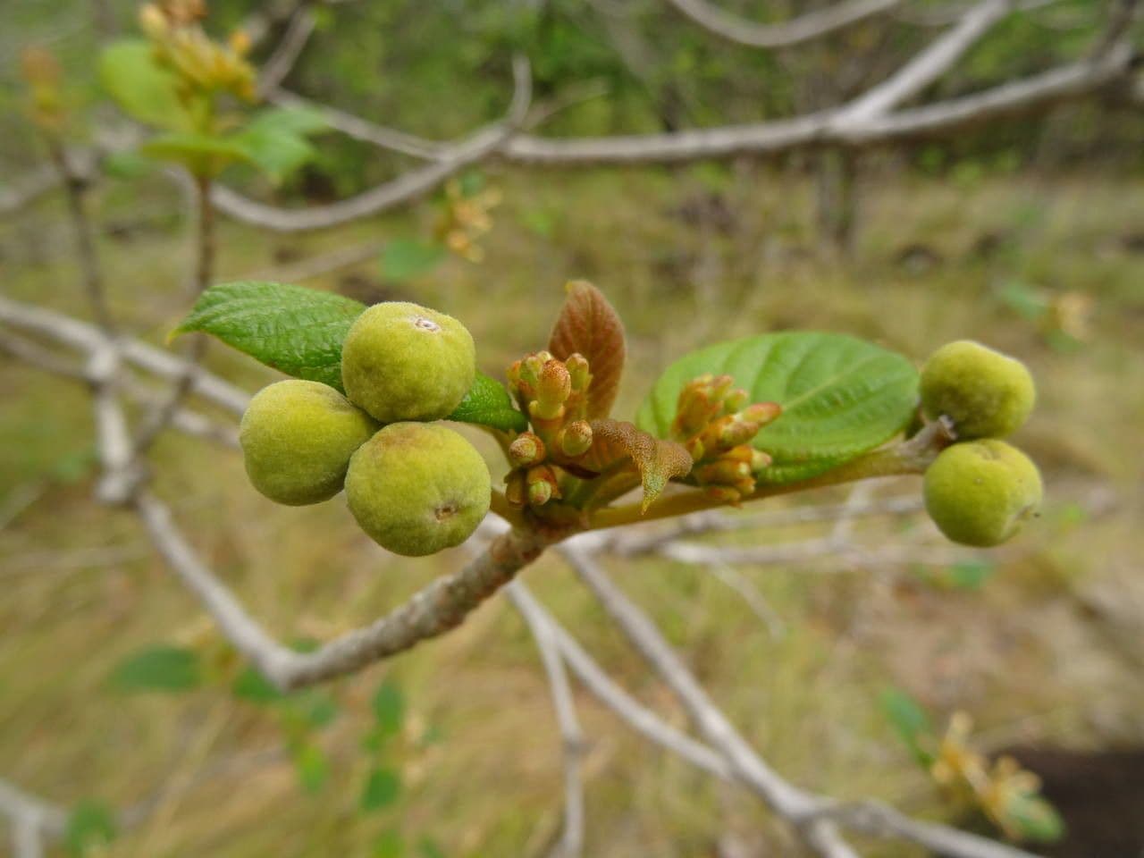 Guettarda scabra 4