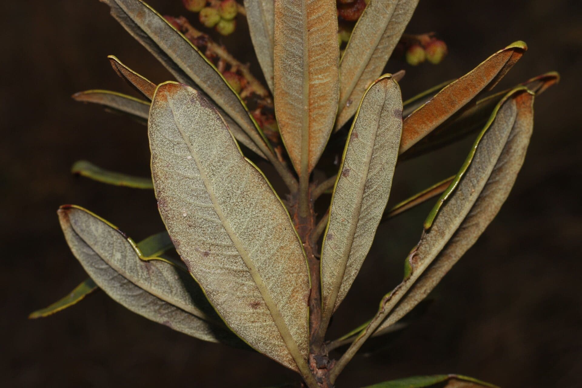 Manzanita 13