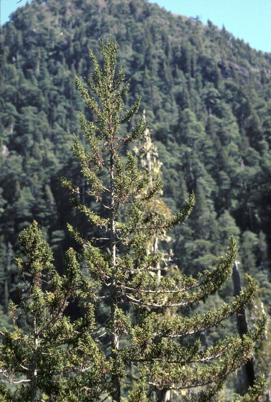 Pilgerodendron chilský 10