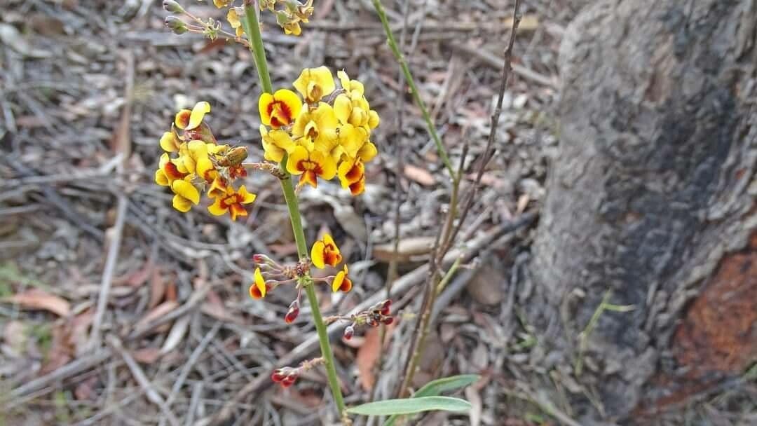 Daviesia