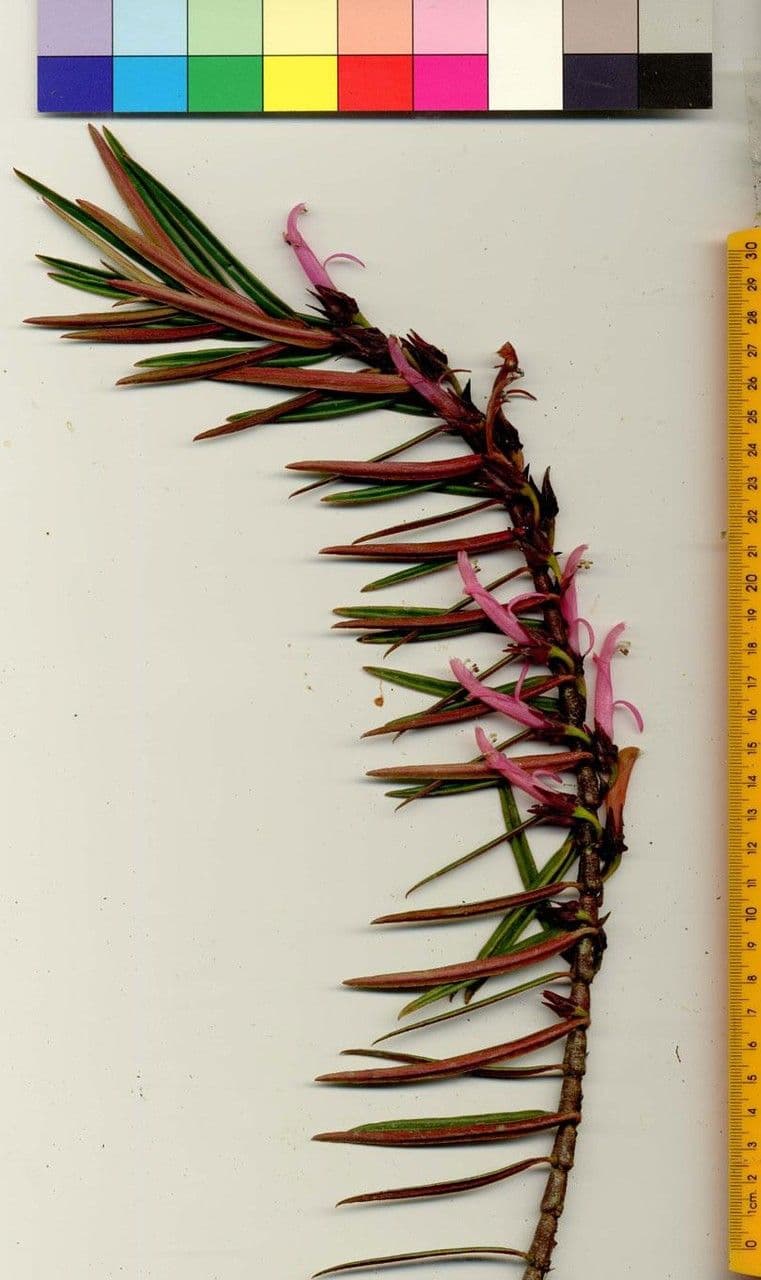 Columnea 26