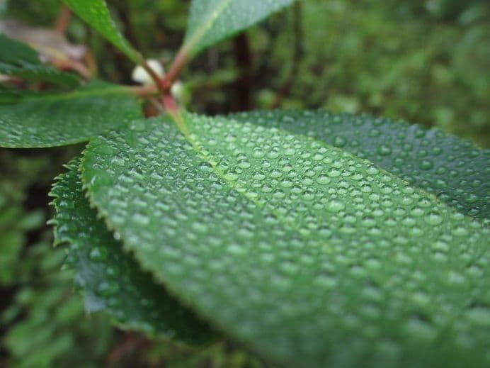 Arbutus menziesii 20