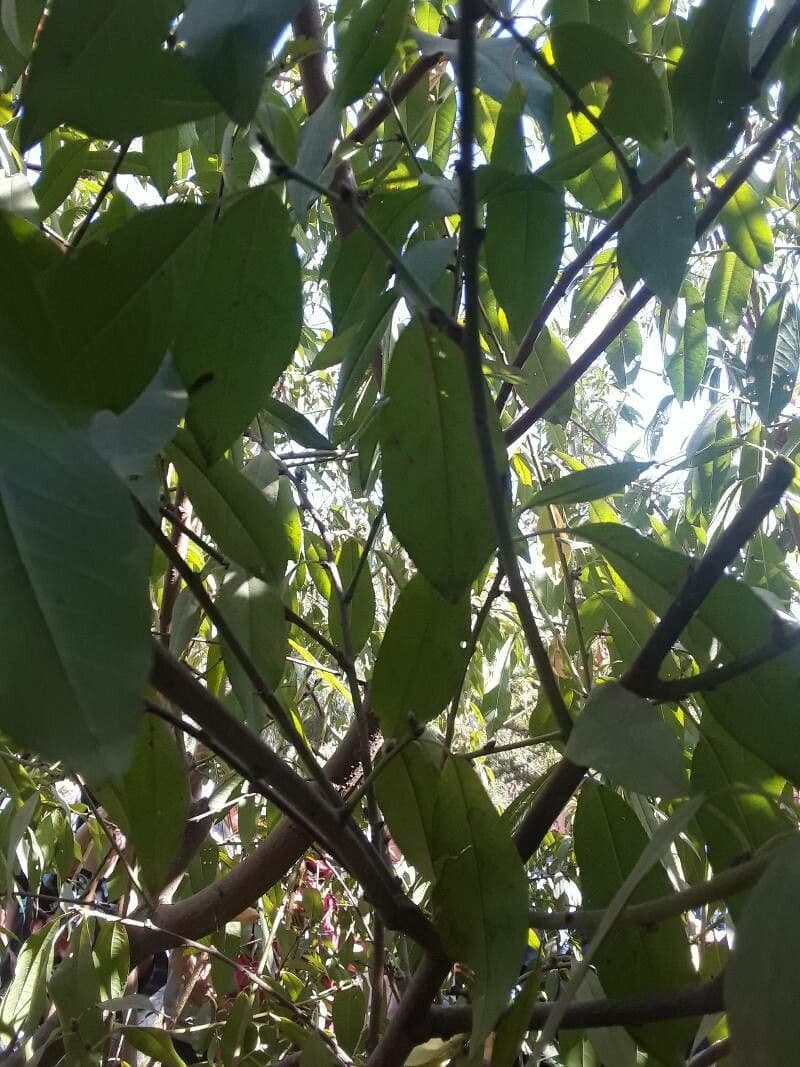 Garcinia 2