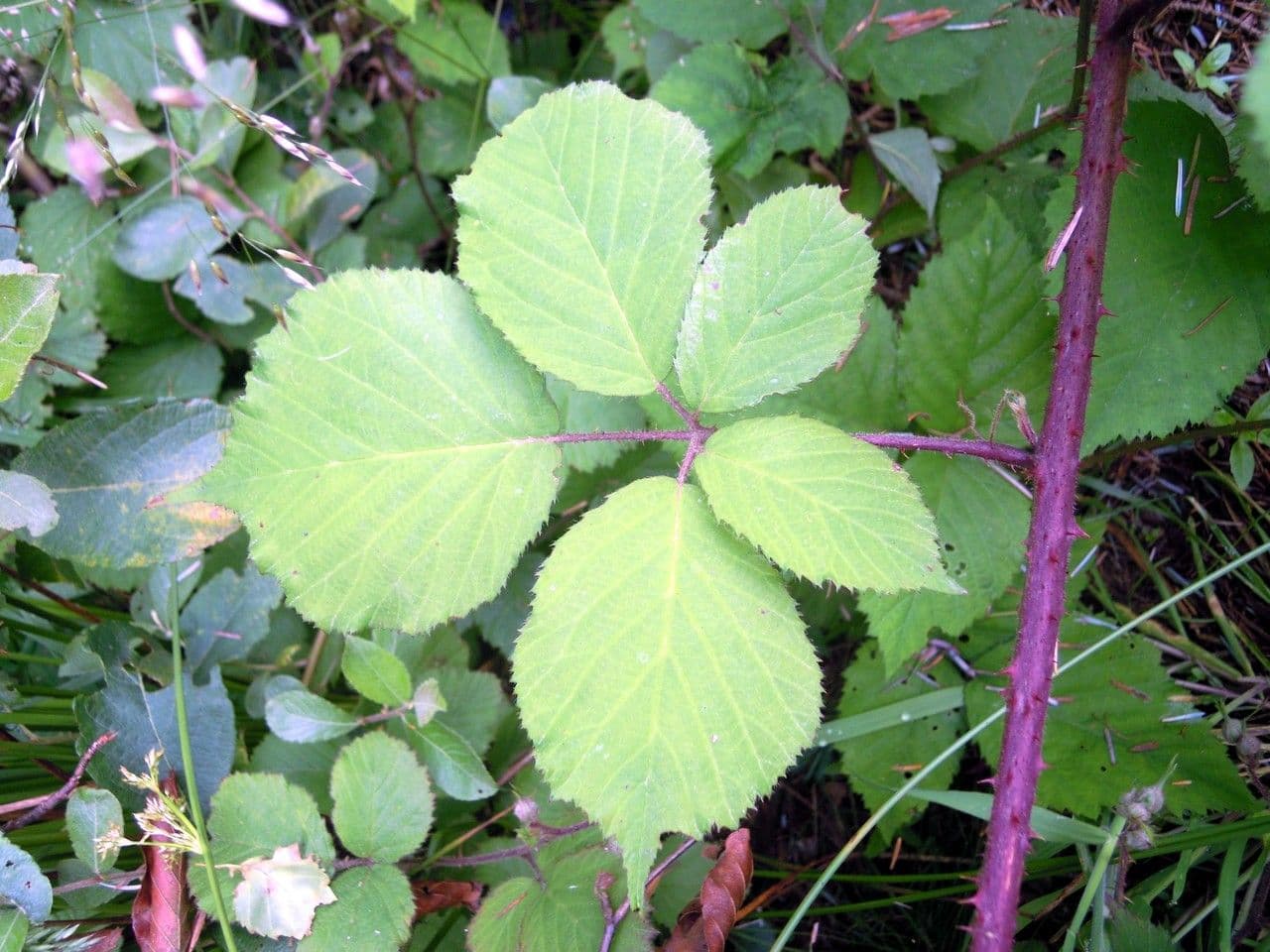 Rovo 8