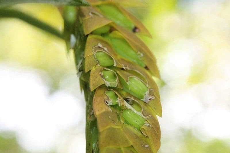 Bulbophyllum 5