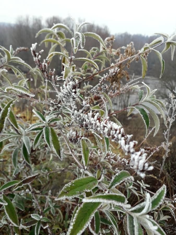 Buddleja di David 18