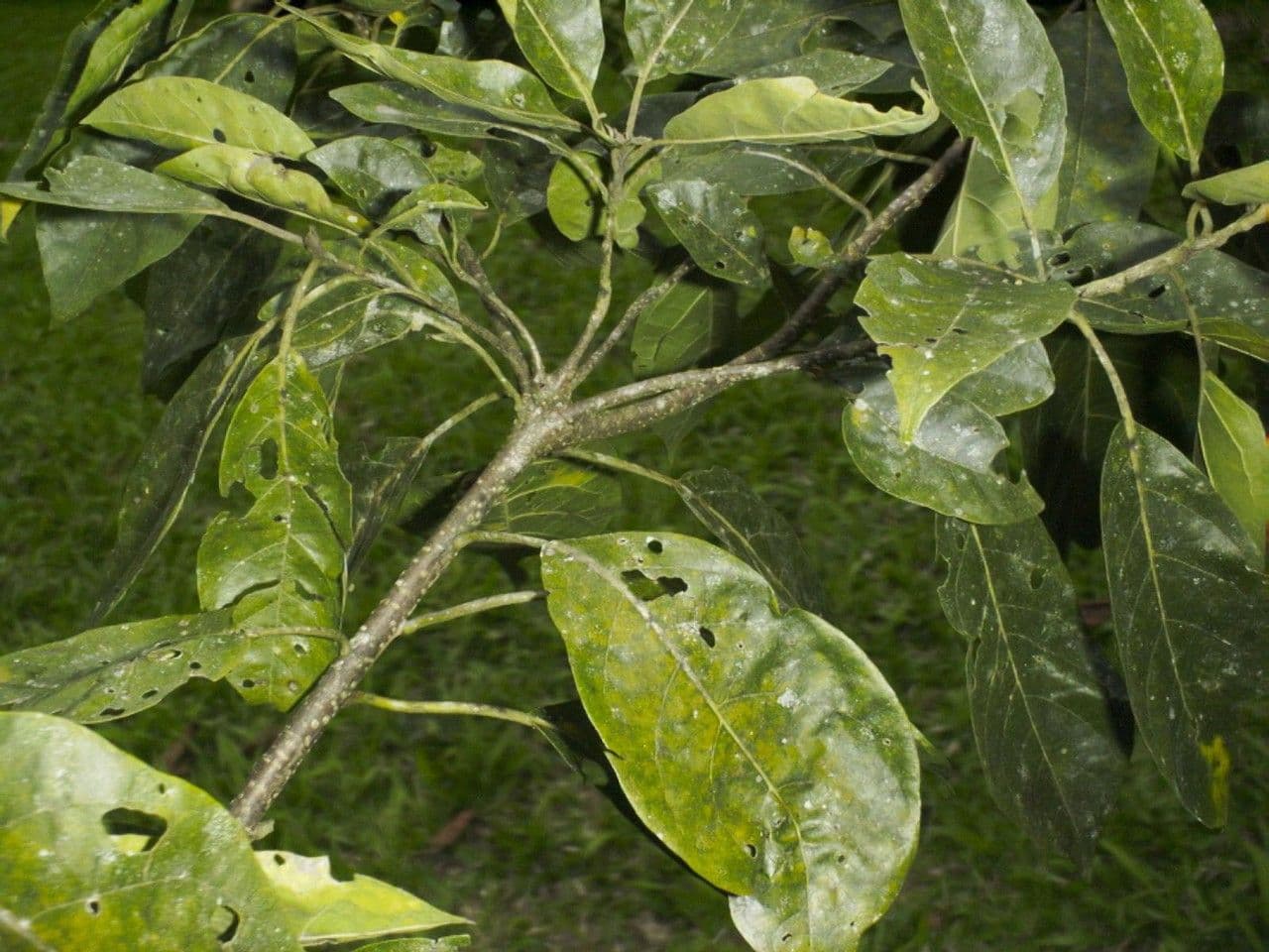 Lorito-Baum 22