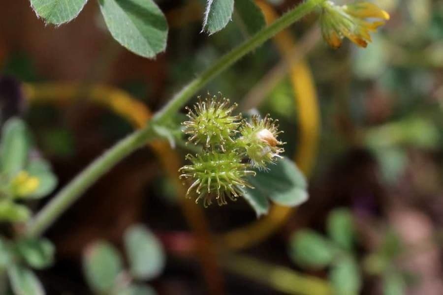 Erba medica minima 28