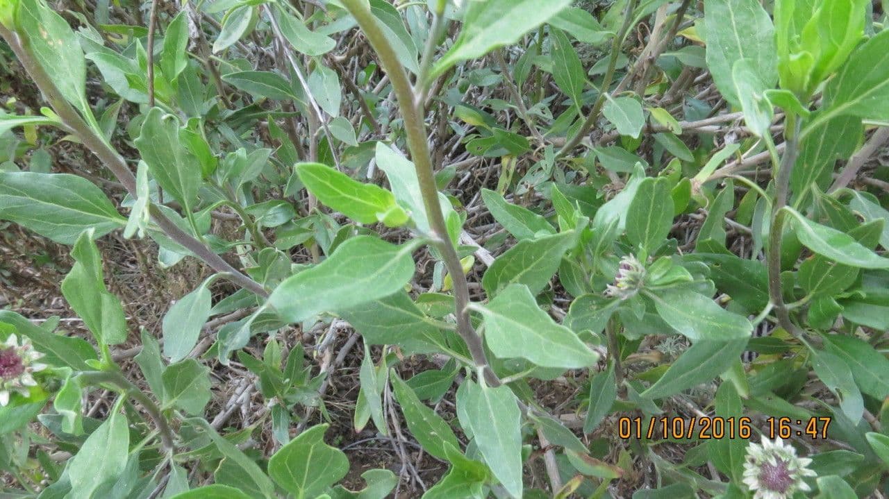 Encelia kalifornská 12