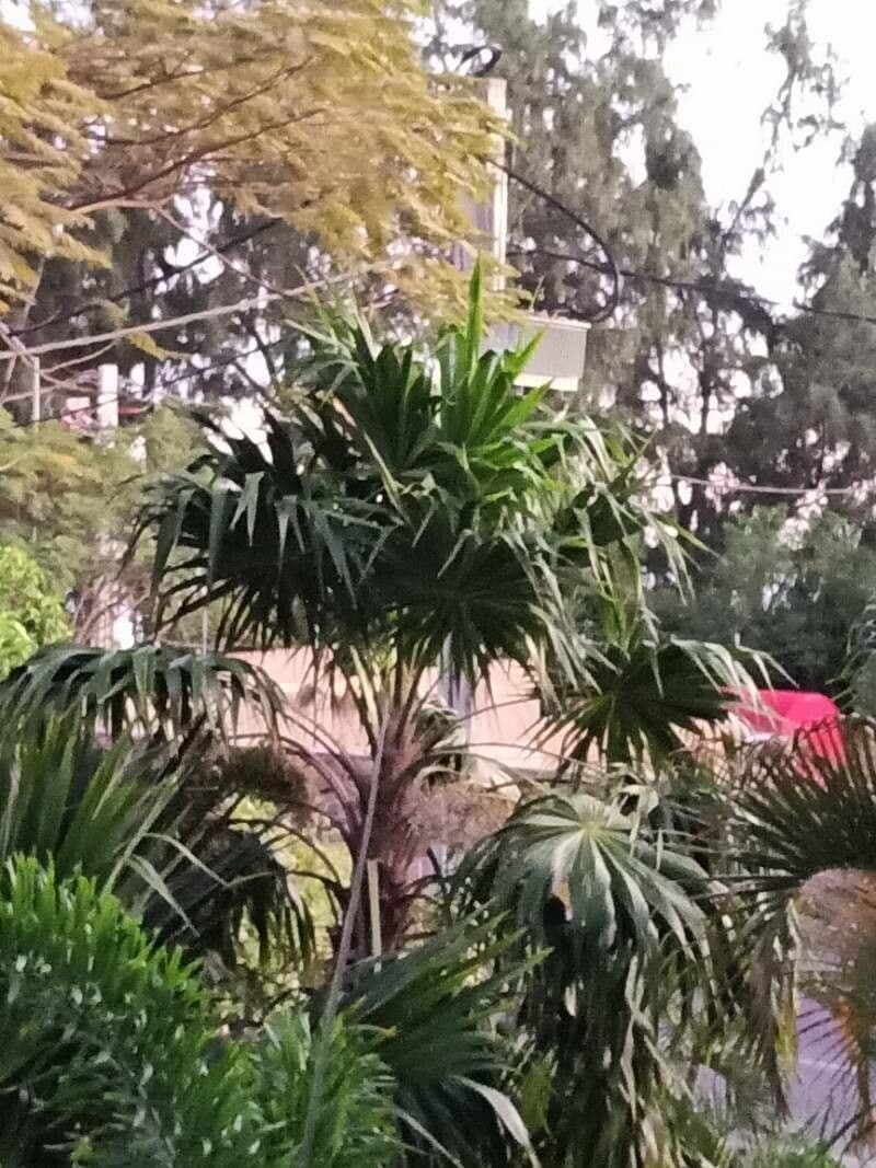 Palma a ventaglio 7