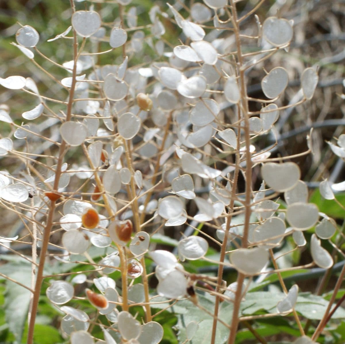 Aurinia saxatilis 30