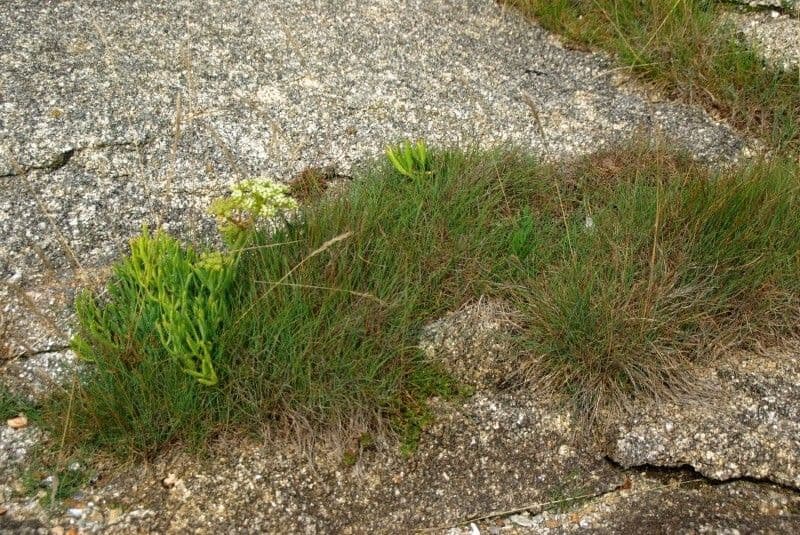 Festuca di Huon 10