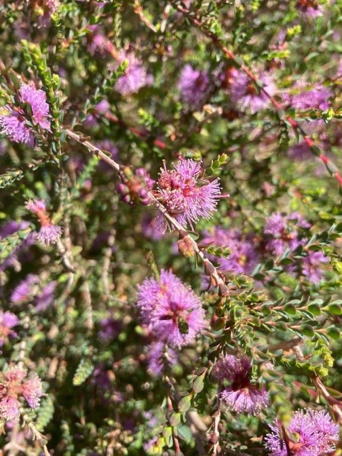 Melaleuca